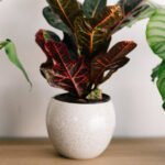 Best Plant Container Urban Garden Homehyme