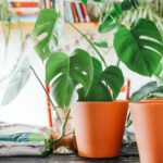 Plant Container Tips Healthy Plants Homehyme