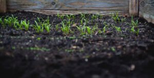 Enriching Your Soil Homehyme