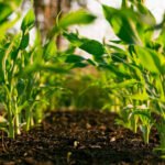 Soil Testing Homehyme