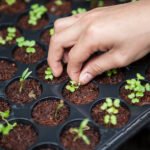 Planting Your Garden with Recommended Seeds