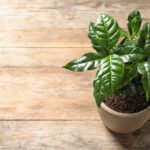 Plants flights not allowed homehyme
