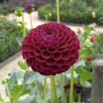 Perennial Plants Homehyme