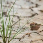 Saline Soils Homehyme
