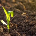 Shallow Soils Homehyme