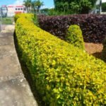 Top 10 Plants You Can Grow Instead of a Fence