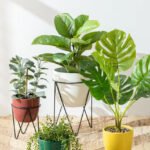 Indoor Plants