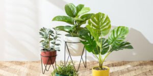 Indoor Plants