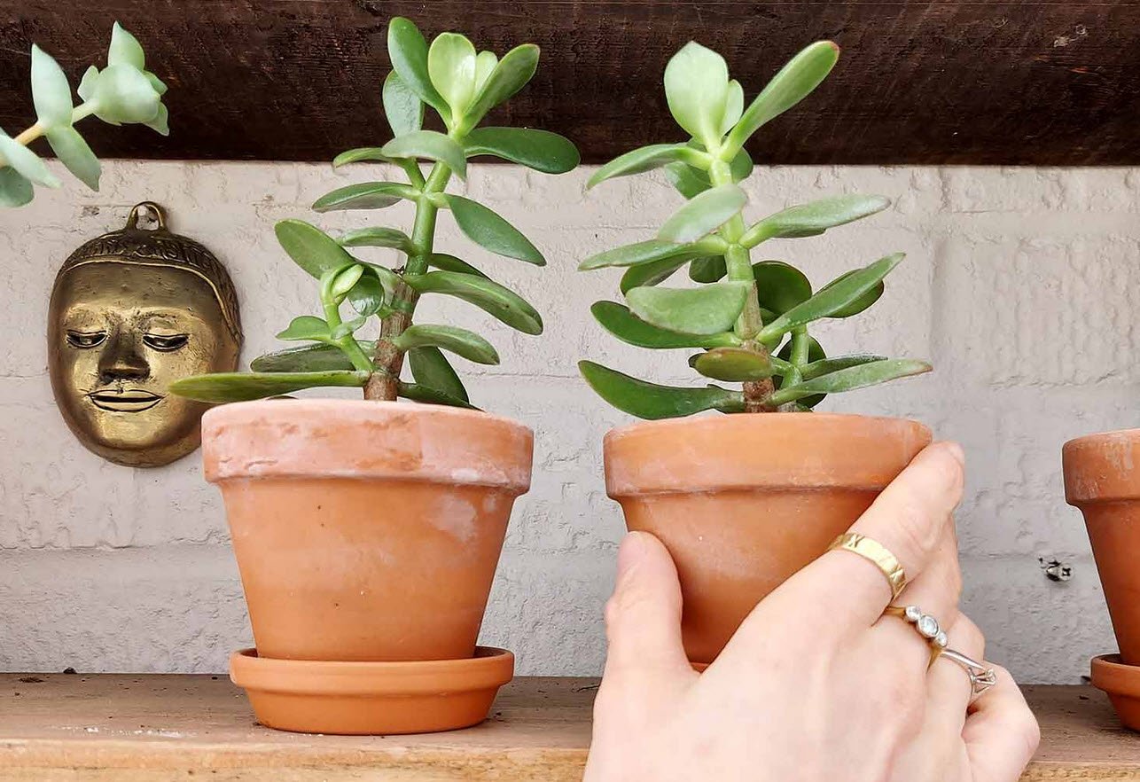 Jade Plant (Crassula ovata)